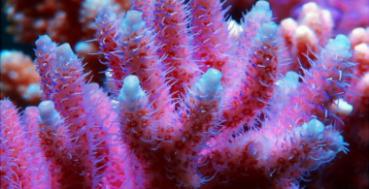 Korallenzucht Acro-Glow 10 ml
