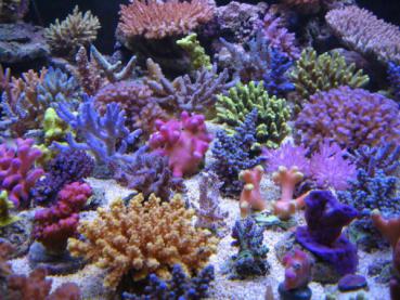 Korallenzucht Magnesium Komplex 500 ml