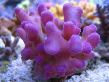 Korallenzucht Strontium Komplex 500 ml